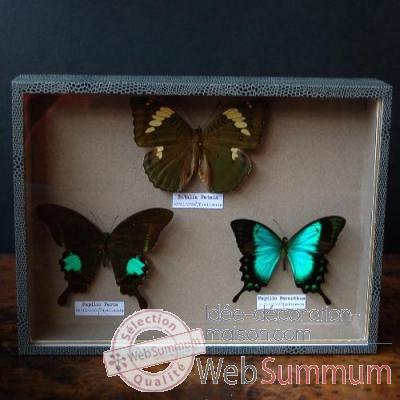 Boite 3 papillons Objet de Curiosite -IN028