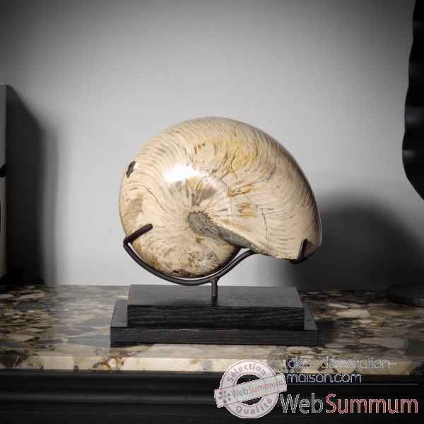 Ammonite nautilus (5.5kg) Objet de Curiosite -PUFO263