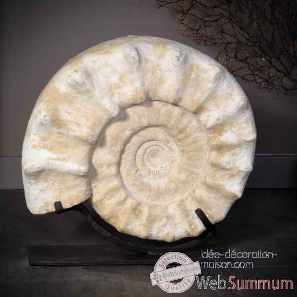 Ammonite a pics, blanche, madagascar Objet de Curiosite -PUFO257