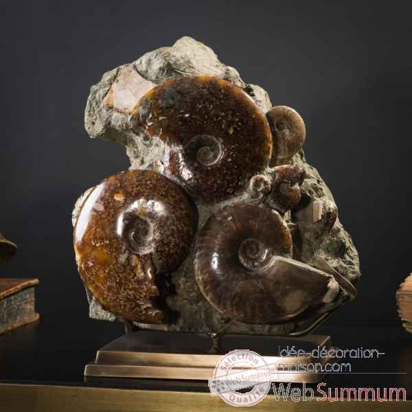 Bloc d'ammonites de l'albien - 5-7kg Objet de Curiosite -PUFO307-1