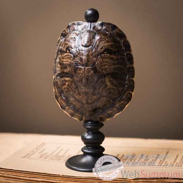 Carapace de tortue trachemys scripta pm Objet de Curiosite -PU631-2