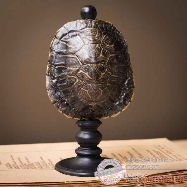 Carapace de tortue trachemys scripta pm Objet de Curiosite -PU631-7