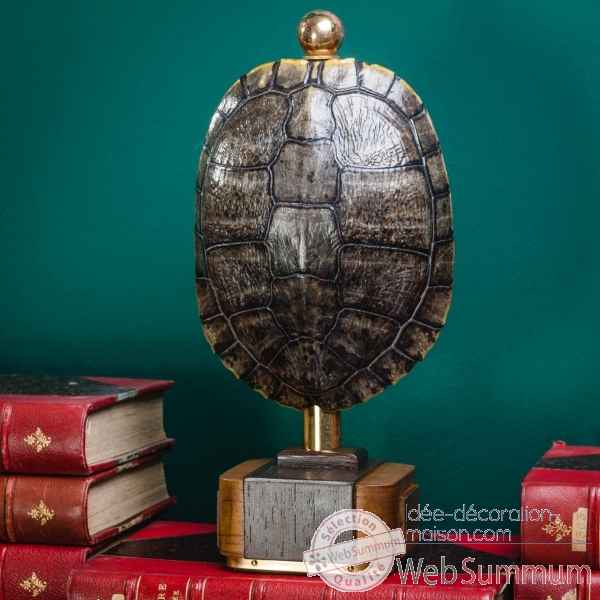 Carapace de tortue trachemys scripta Objet de Curiosite -PU629-5