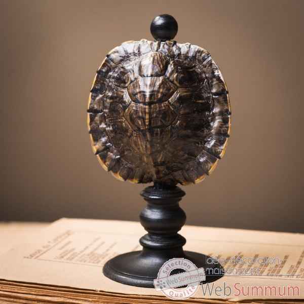 Carapace de tortue trachemys scripta tpm Objet de Curiosite -PU632-2