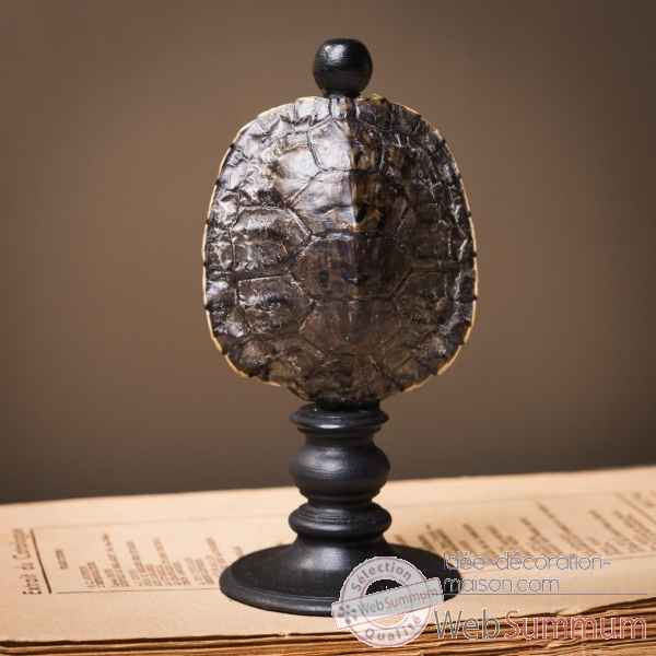 Carapace de tortue trachemys scripta tpm Objet de Curiosite -PU632-3