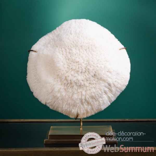 Corail blanc bowl gm halomitra pileus Objet de Curiosite -CO351-11