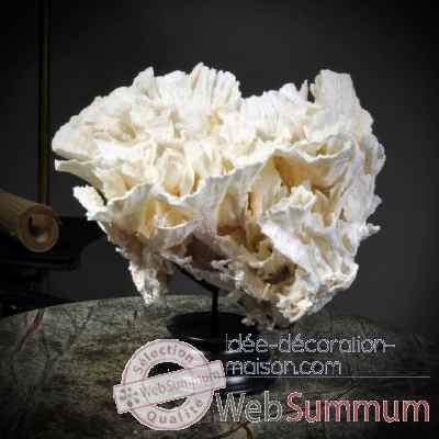 Corail laitue couronne mm Objet de Curiosite -CO246-X