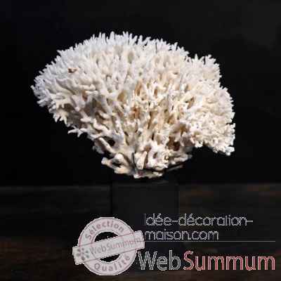 Corail pic nid blanc Objet de Curiosite -CO241-X