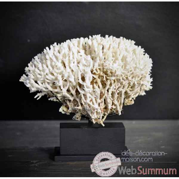 Corail pics blanc (birds nest) mini socle rec Objet de Curiosite -CO103-1