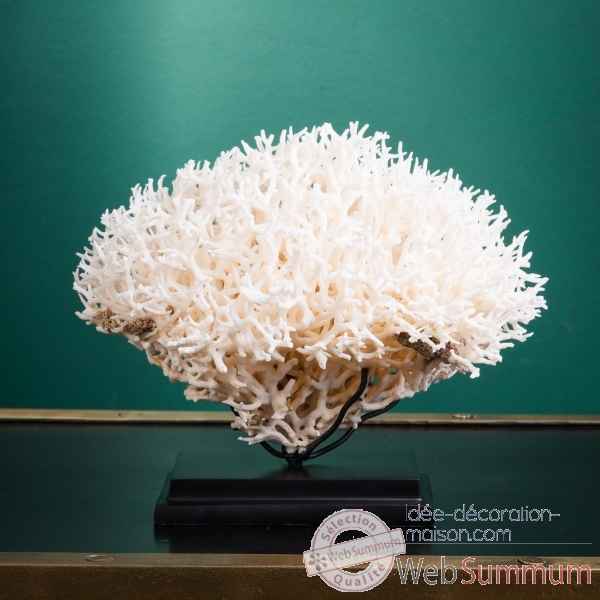 Corail pics nids blanc seriatopora hystrix Objet de Curiosite -CO416-8