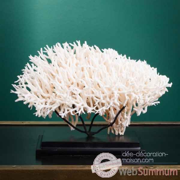 Corail pics nids blanc seriatopora hystrix Objet de Curiosite -CO417-3