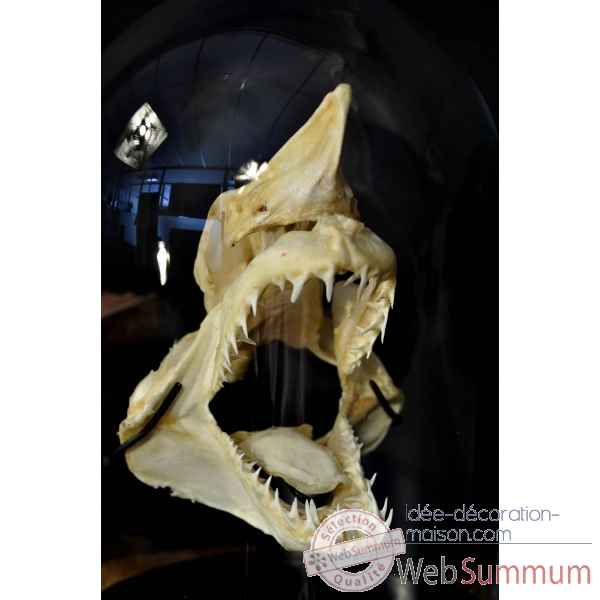 Crane complet de requin mako pm sous globe Objet de Curiosite -PU422-2