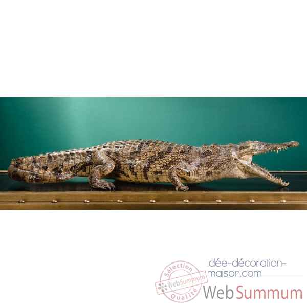 Crocodile du nil empaille 140cm env. Objet de Curiosite -PU031-4