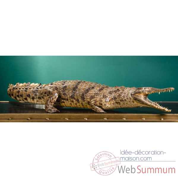 Crocodile du nil empaille 140cm env. Objet de Curiosite -PU031-5