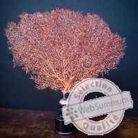 Gorgone rouge sur maillechort et socle bois Objet de Curiosite -VE029