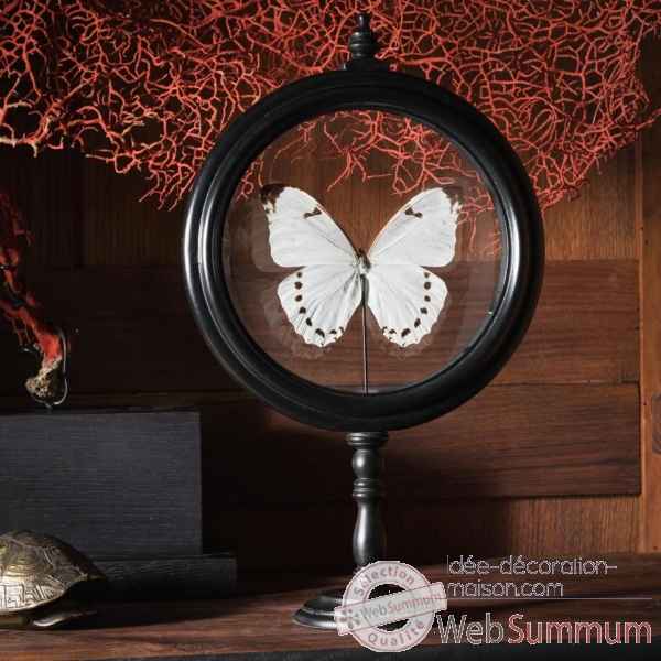 Papillon morpho luna blanc Objet de Curiosite -IN091