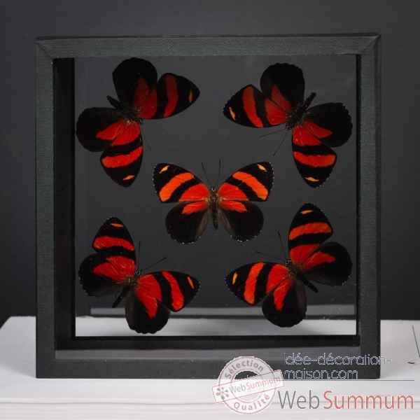 5 papillons rouges Objet de Curiosite -IN111