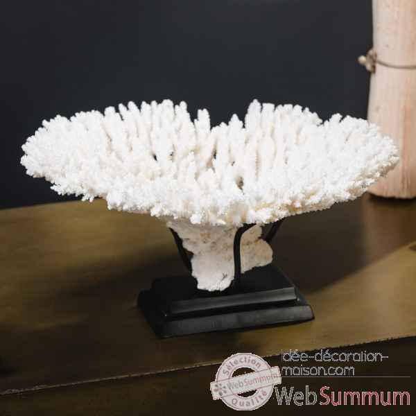 Petite couronne corail blanc acropora hyacinthus Objet de Curiosite -CO396-1