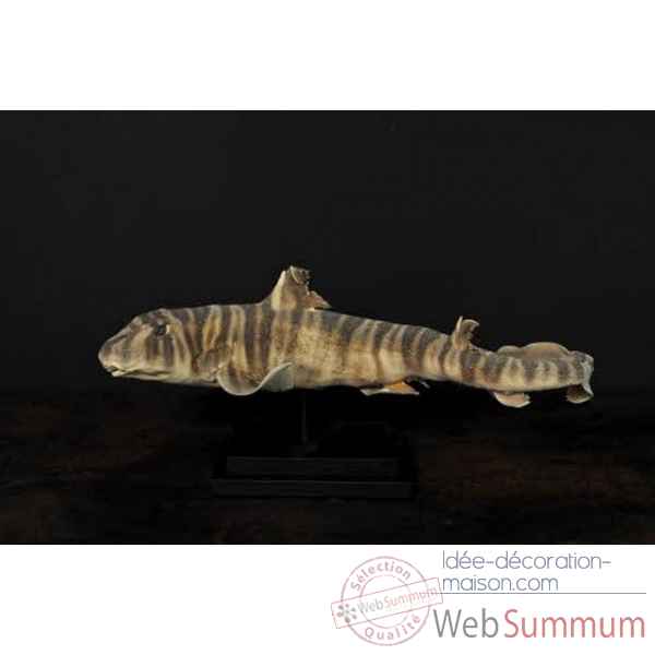 Requin portjackson naturalise sur socle bois Objet de Curiosite -PU401-X