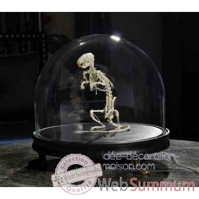 Squelette de rat debout sous globe Objet de Curiosite -AN169