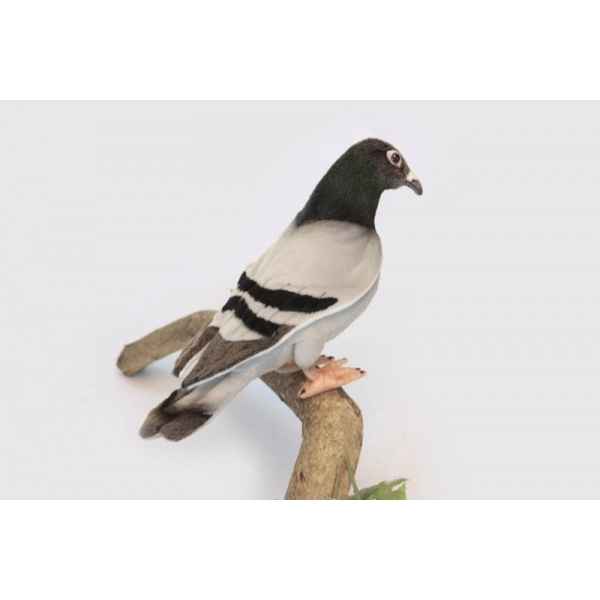 Pigeon voyageur Anima -6299