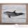 Cadre mammifre marin Cap Vert Dauphin -CADR24
