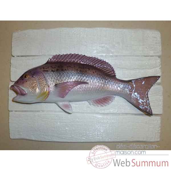 Cadre poisson de mer Cap Vert Denti -CADR02