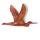 Lasterne - Les oiseaux en vol - Vol du hron - 30 cm - BHE030-2