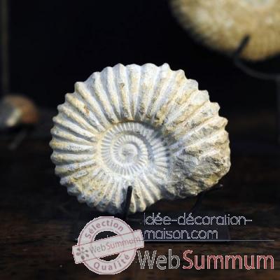 Ammonite Objet de Curiosite -AN047