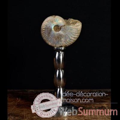 Ammonite nacrée Objet de Curiosité -FO005