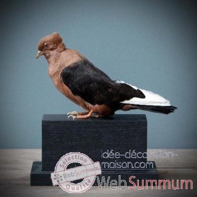 Archangel pigeon Objet de Curiosit -PU358