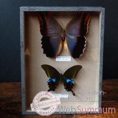 Boite de 2 papillons (polyctor) Objet de Curiosité -IN029