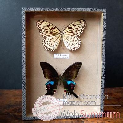 Boite de 2 papillons de thailande Objet de Curiosite -IN030
