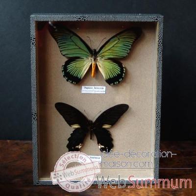 Boite 2 papillons (zalmoxis) Objet de Curiosite -IN031