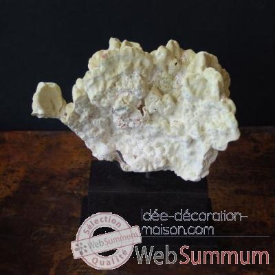 Corail de feu ou merulina ampliata Objet de Curiosite -CO167-1