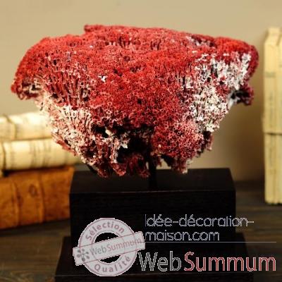 Corail rouge tubipora musica Objet de Curiosit -CO223-5