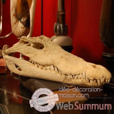 Crâne de crocodile Objet de Curiosité -AN060