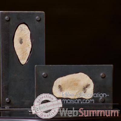 Larves de libellule fossiles Objet de Curiosite -FO009