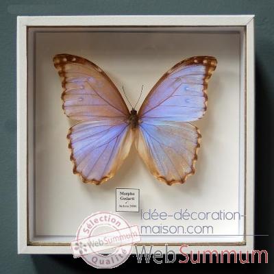Papillon morpho godarti Objet de Curiosité -IN033