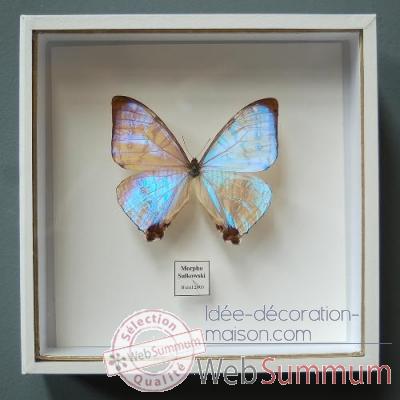 Papillon morpho sulkowski Objet de Curiosité -IN034