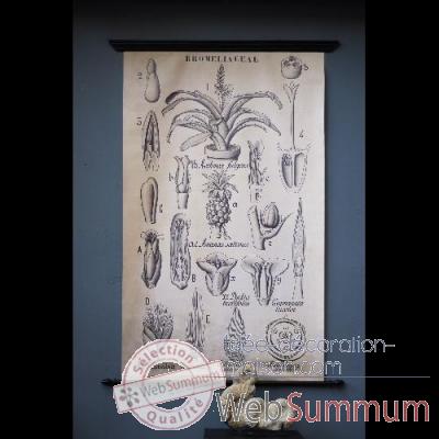 Planche botanique 1905 Objet de Curiosite -TA088