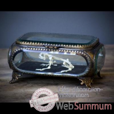 Squelette de grenouille dans boite en verre Objet de Curiosité -AN139