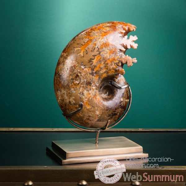 Ammonite de befandriana (madagascar) Objet de Curiosite -PUFO321