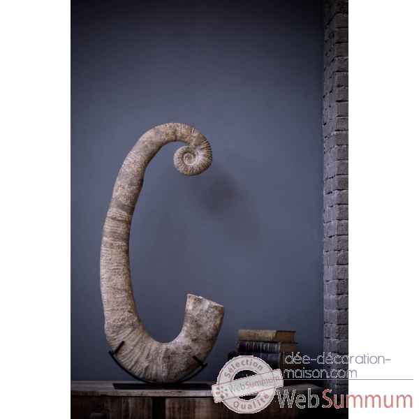Ammonite déroulée géante sur socle Objet de Curiosité -PUFO050-4