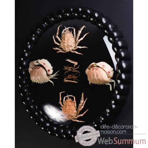 Composition de crabes (3 espces) Objet de Curiosit -AN297