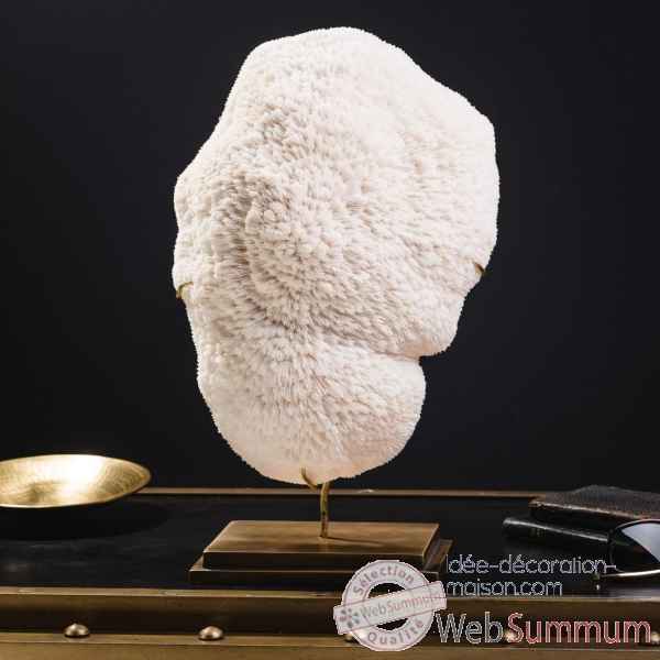 Corail blanc bowl gm halomitra pileus Objet de Curiosite -CO351-12