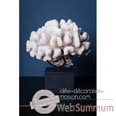 Corail chou fleur Objet de Curiosit -CO303-X