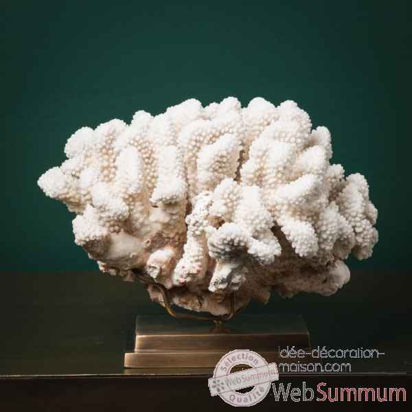 Corail choux fleur Objet de Curiosit -CO363-3