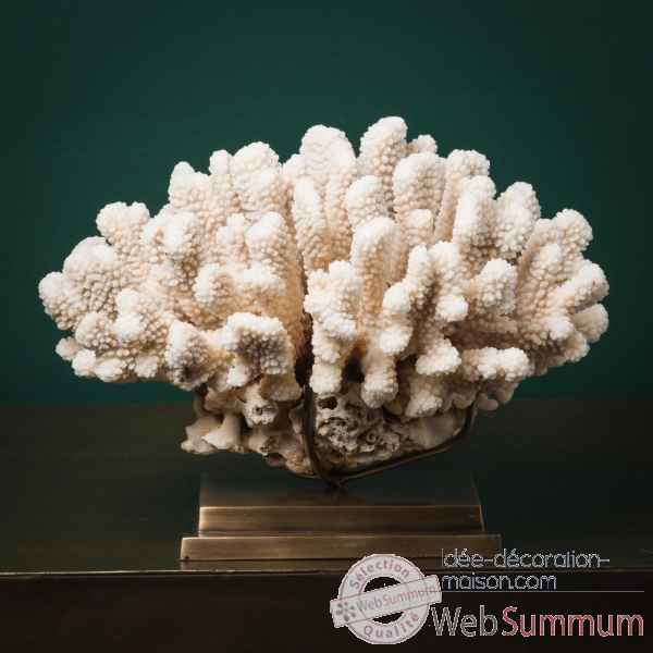 Corail choux fleur Objet de Curiosite -CO363-5