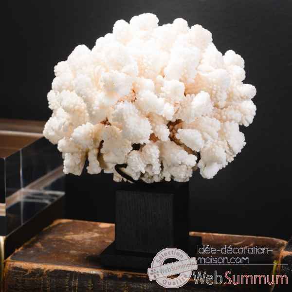 Corail choux fleur pocillopora meandrina Objet de Curiosite -CO399-4